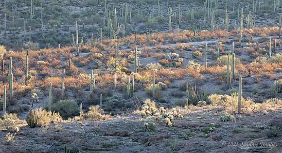Organ Pipe Cactus National Monument
