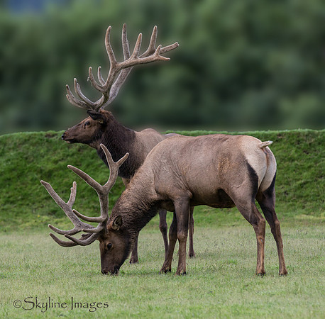Elk (captive), Alaska