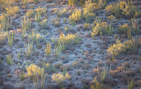 Organ Pipe Cactus National Monument, Arizona