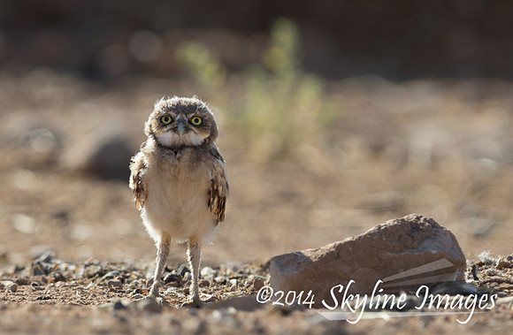Burrowing Owl Juvenile, Western Maricopa County, AZ
