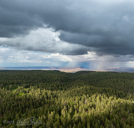 Kaibab National Forest Arizona