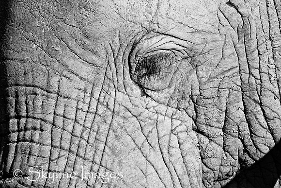 Elephant (detail), Sabi Sands, South Africa