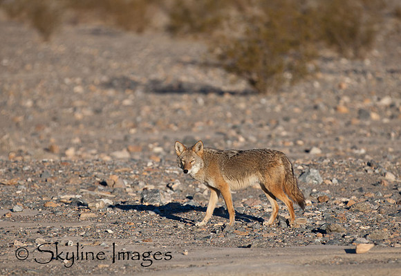 Coyote