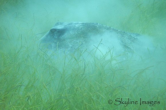 Stingray, Belize