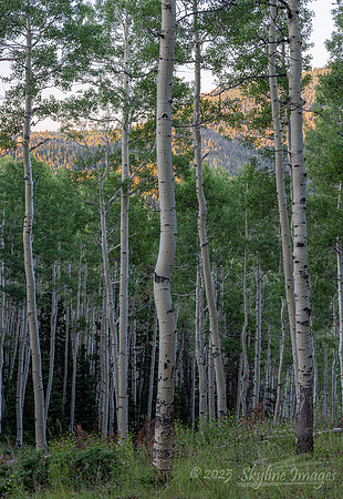 Fishlake National Forest, Utah