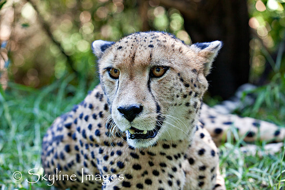 Cheetah (captive), South Africa