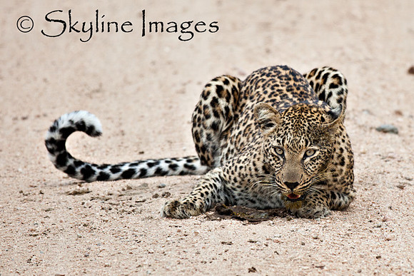 Leopard, Sabi Sands, South Africa