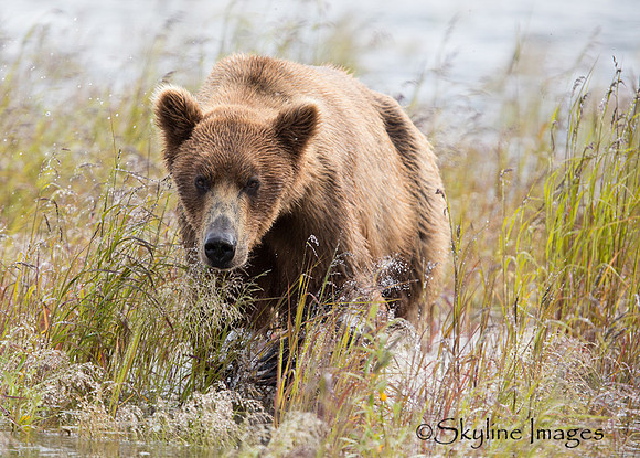 Brown Bear, Katmai NP, Alaska
