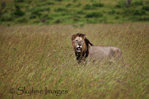 Male Lion, Sabi Sands, South Africa