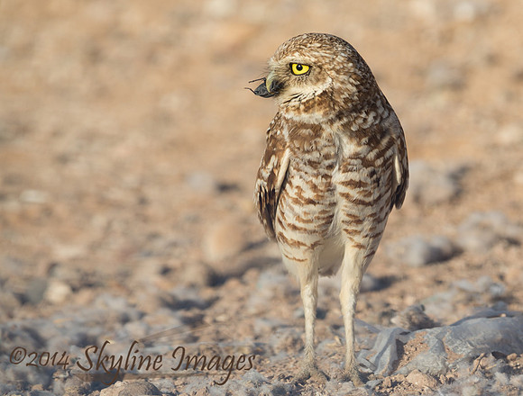 Burrowing Owl, Western Maricopa County, AZ