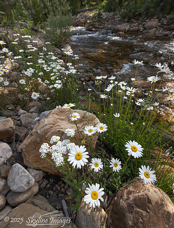 Uinta-Wasatch-Cache National Forest, Utah