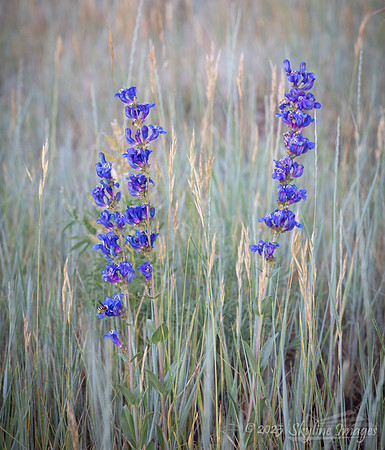 Fishlake National Forest, Utah