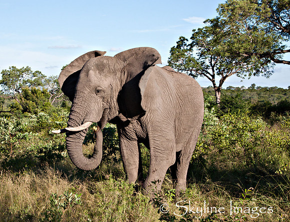 Elephant, Sabi Sands, South Africa