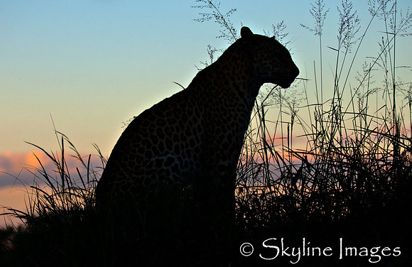 Leopard at Sunset, Sabi Sands, South Africa