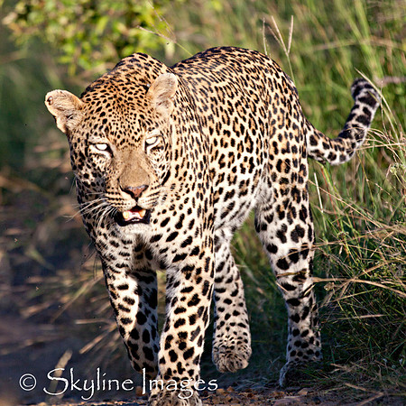 Large Male Leopard, Sabi Sands, South Africa