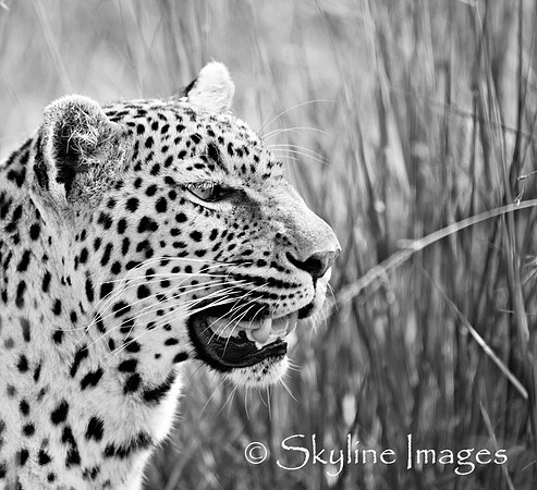 Leopard, Grass, Sabi Sands, South Africa