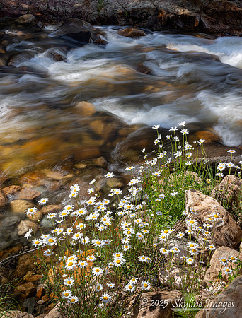 Uinta-Wasatch-Cache National Forest, Utah