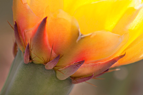 Cactus Bloom, Near Nankoweep, Grand Canyon
