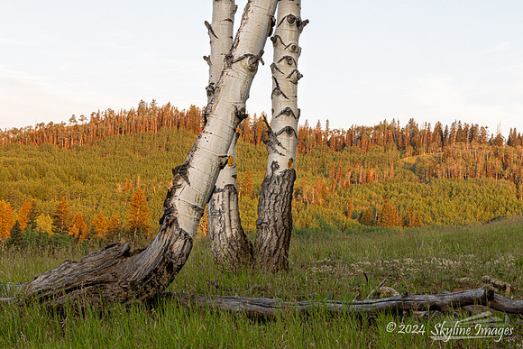 Fish Lake National Forest Utah