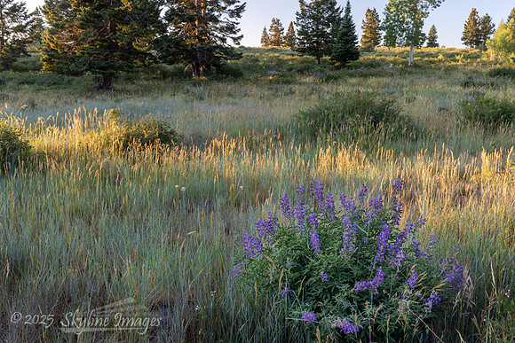 Fishlake National Forest, Utah
