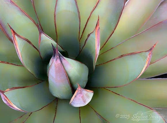 Tucson Arizona