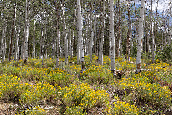 Uinta-Wasatch-Cache National Forest, Utah