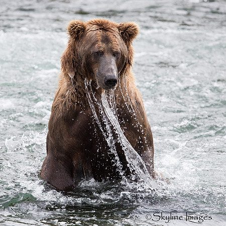 Brown Bear, Katmai NP, Alaska