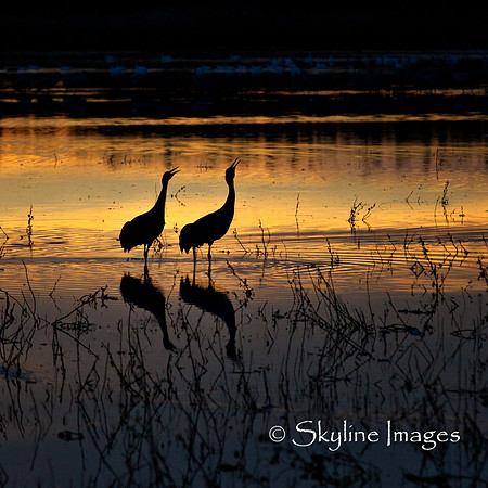 Sandhill Cranes