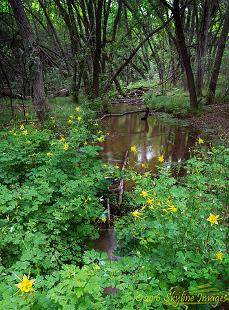 Sycamore Creek, AZ