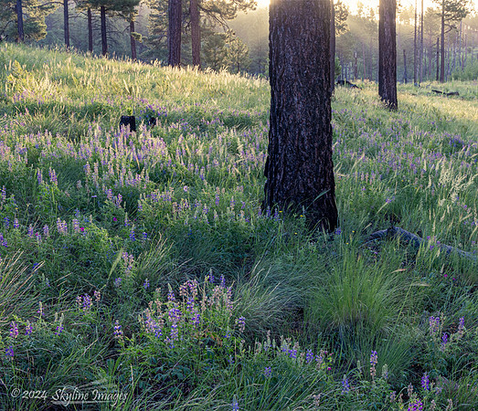 Apache National Forest, Arizona