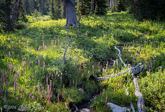Uinta-Wasatch-Cache National Forest Utah