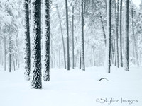 Pines, Near Happy Jack AZ