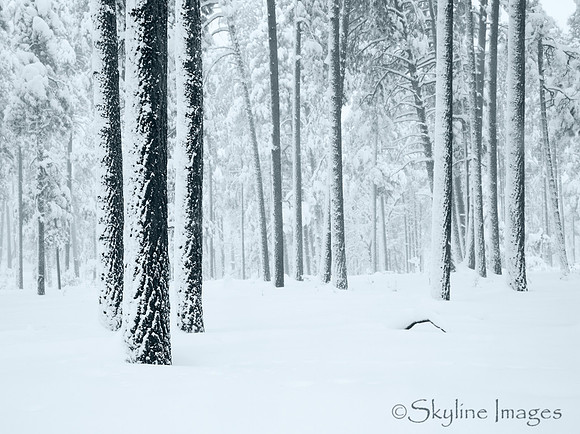Pines, Near Happy Jack AZ