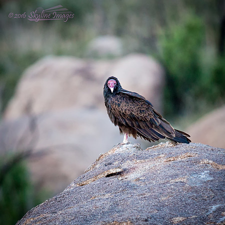 Turkey Vulture, Yarnell AZ