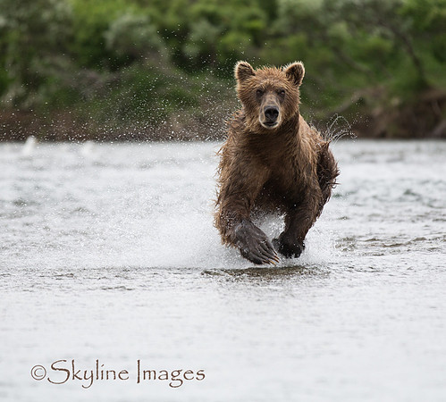 Brown Bear, Katmai NP, Alaska