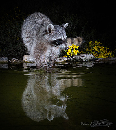 Marana Arizona