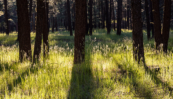 Blue Range, AZ