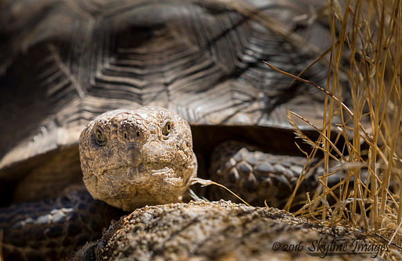 Desert Tortoise, Tonto National Forest AZ