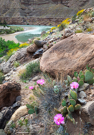 Confluence of the Little Colorado River, Grand Canyon Arizona