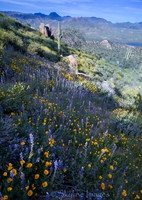 Last Light on the Lupines, Bartlett Lake AZ