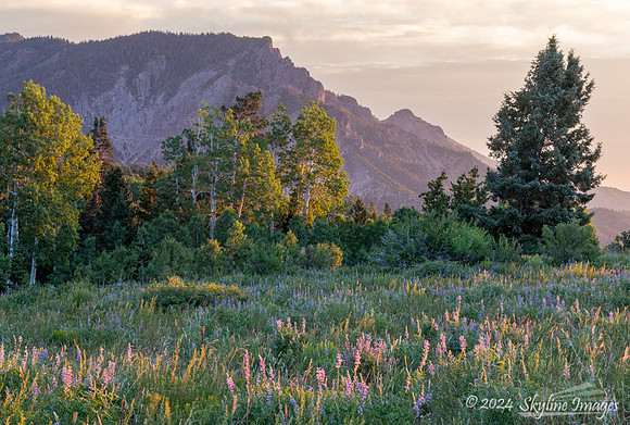 Fish Lake National Forest Utah