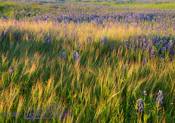Texas Hill Country
