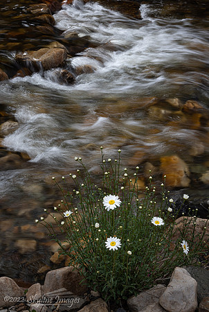 Upper Provo River Utah