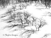 Dormant Curve