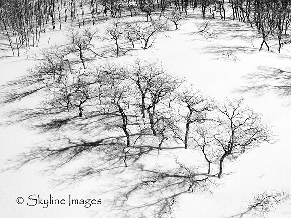 Dormant Curve