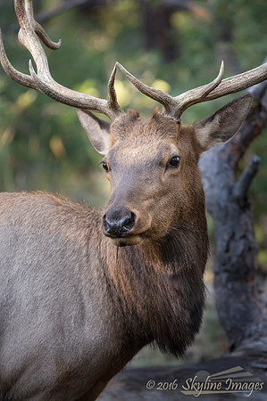 Elk Bull, Grand Canyon AZ