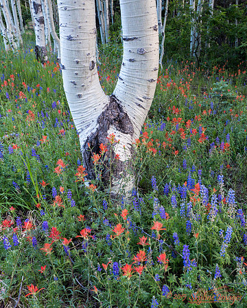 Lupine, Indian Paintbrush, and Aspen, Dog Saddle Road AZ