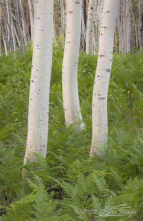 Kaibab National Forest