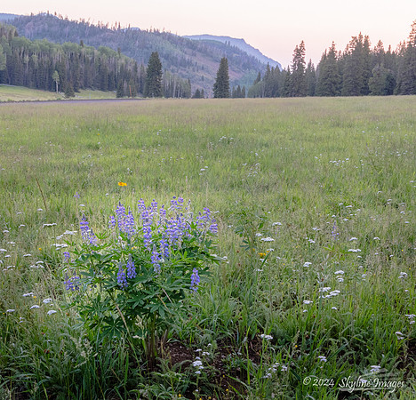 Fish Lake National Forest Utah