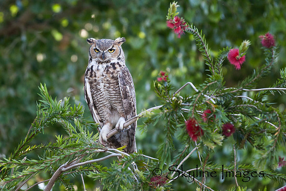 Great Horned Owl